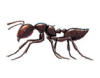 ACROBAT ANT