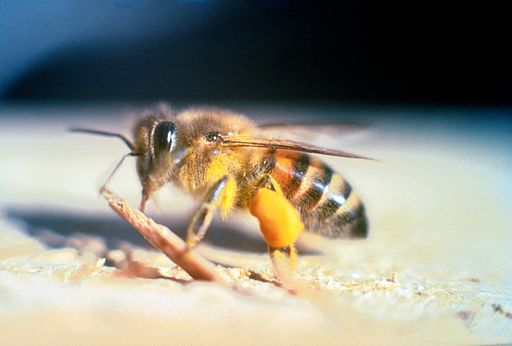 Africanized Honeybee