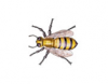 Africanized Honeybee