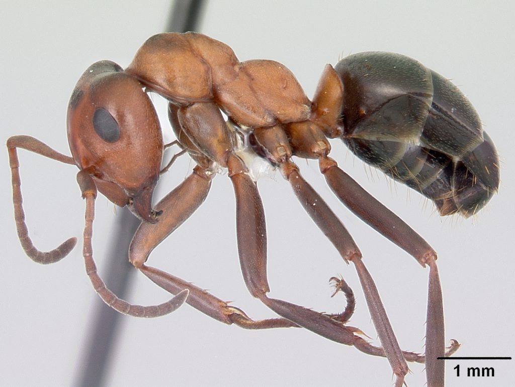 Allegheny Mound Ant