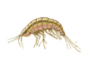 Amphipod