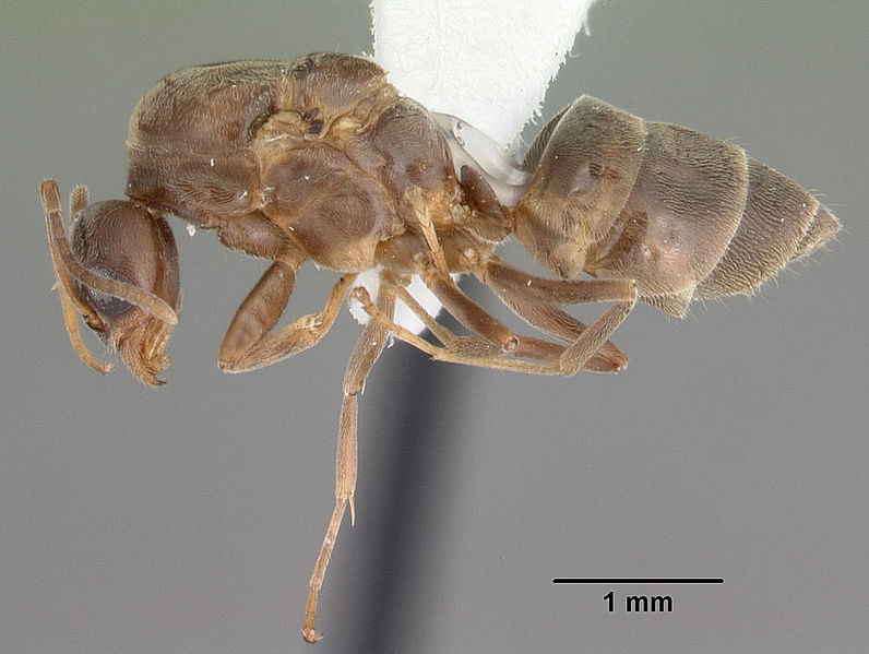 Argentine Ant