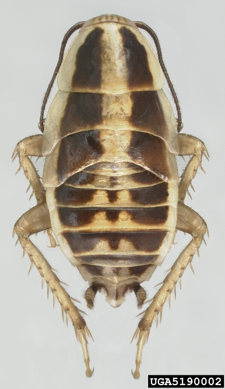 Asian Cockroach