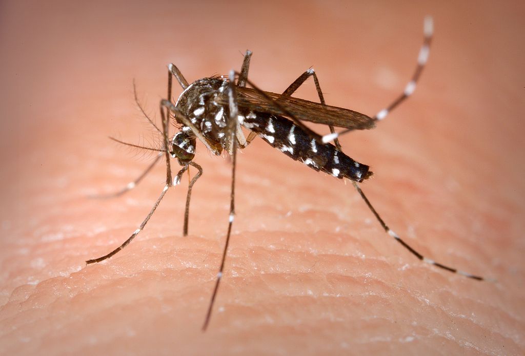 ASIAN TIGER MOSQUITO