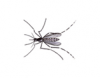 Asian Tiger Mosquito