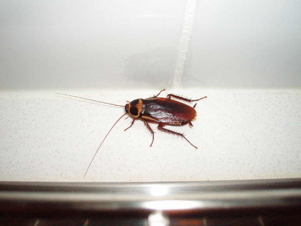 Australian Cockroach