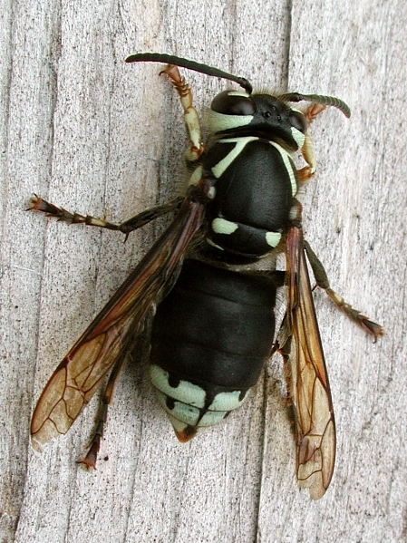 Bald-faced Hornet