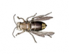 Bald-faced Hornet