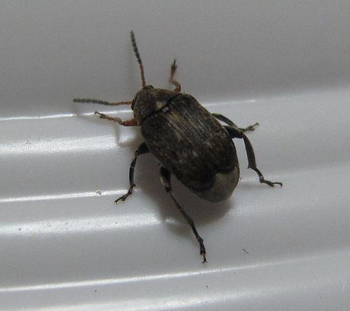 Bean Weevil