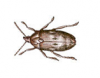 Bean Weevil