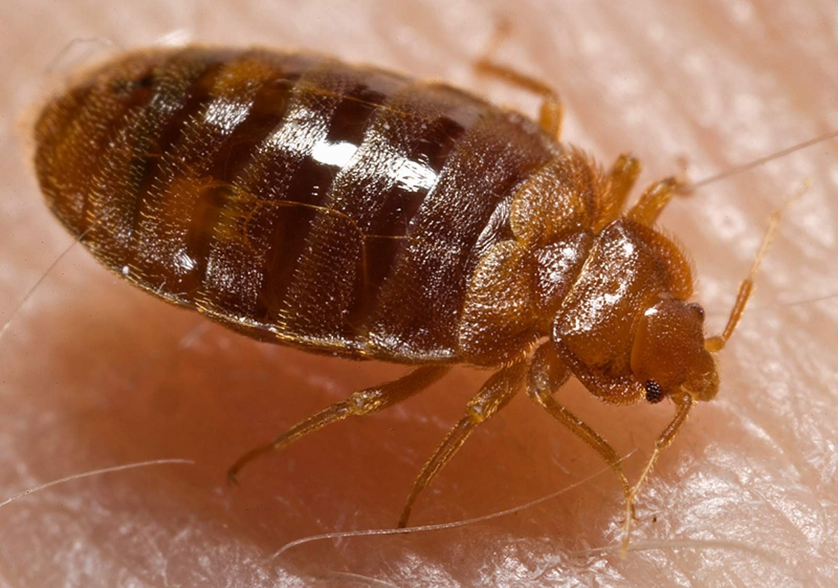 Bed Bugs Terminix