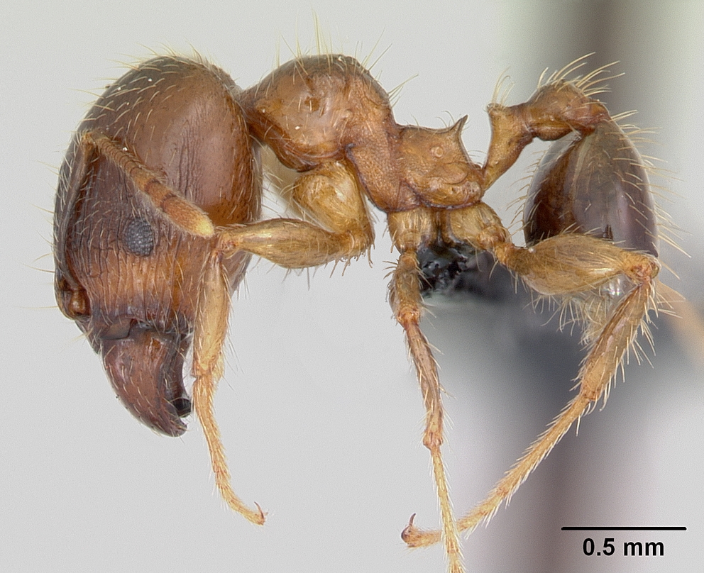 Big-headed Ant