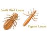 Bird Lice