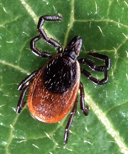 Black-legged Tick (a.k.a. Deer Tick)