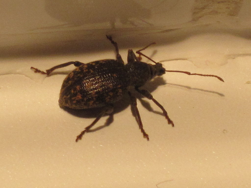 Black vine weevil discount