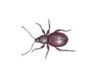 Black Vine Weevil