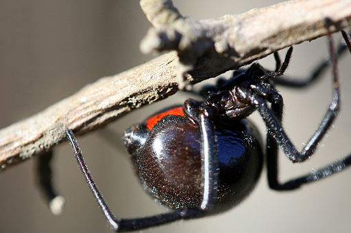 Black Widow Spider