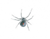 Black Widow Spider