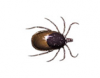 Black-legged Tick (a.k.a. Deer Tick)