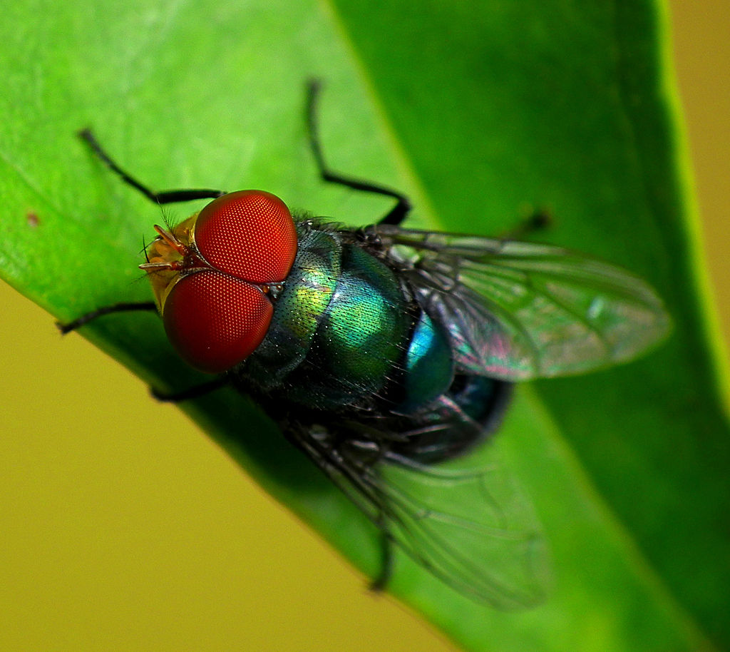 Blow Fly and Bottle Fly