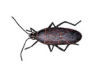 Box Elder Bug