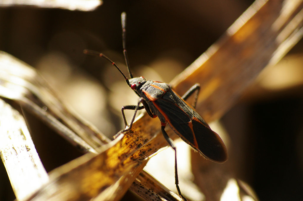 Box Elder Bug