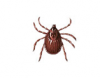 Brown Dog Tick