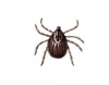 Brown Dog Tick