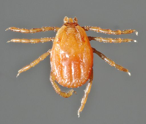 Brown Dog Tick