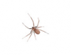 Brown Recluse Spider