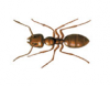 CARPENTER ANT