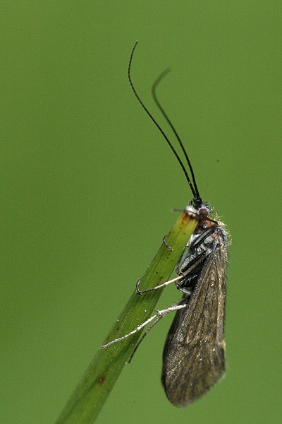 Caddisfly