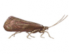 Caddisfly