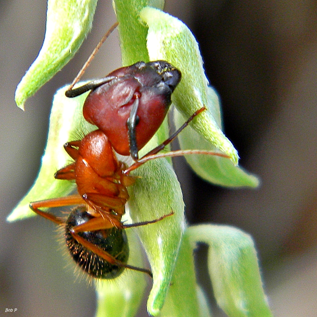 Carpenter Ant