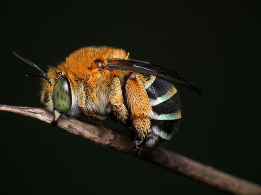 Carpenter Bee