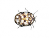 Carpet Beetle