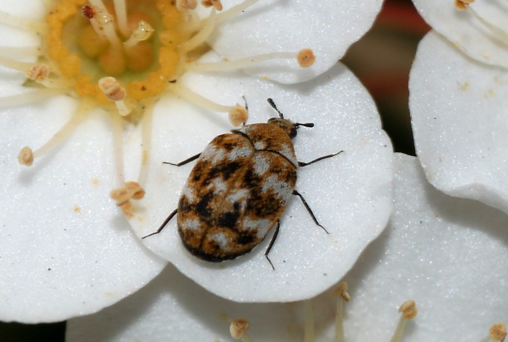 CARPET BEETLE