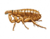 Cat Flea