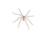 Cellar Spider