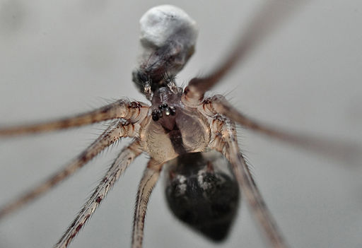 Cellar Spider