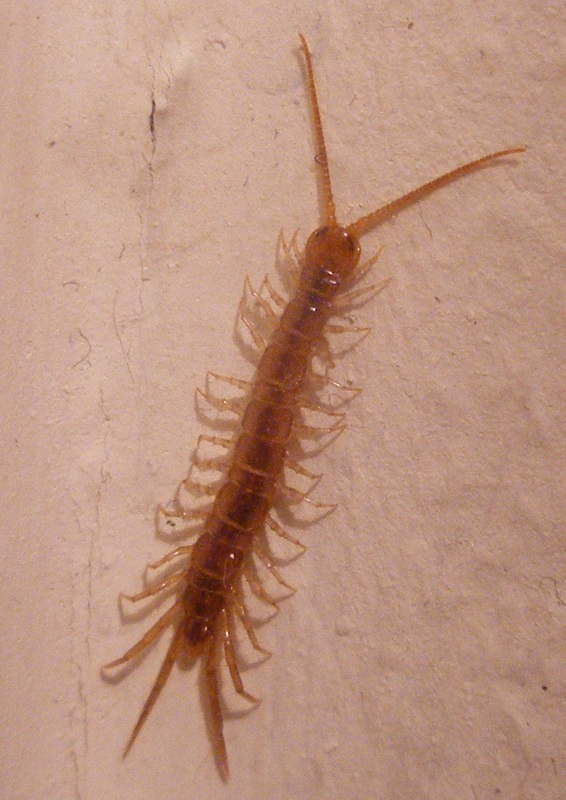 House Centipede