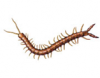 Centipede