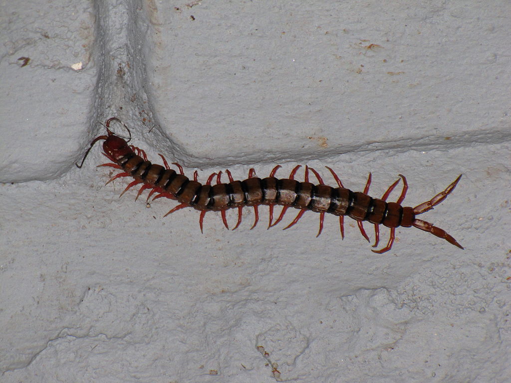 Centipede