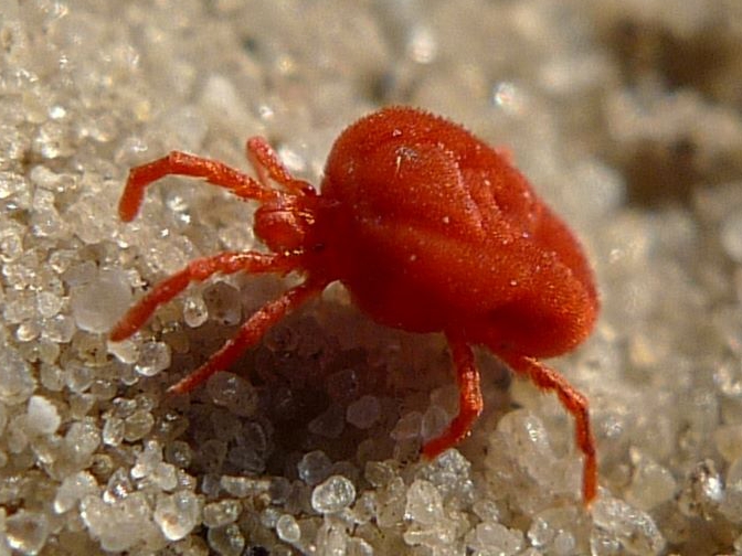 Clover Mite