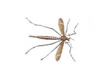 Crane Fly