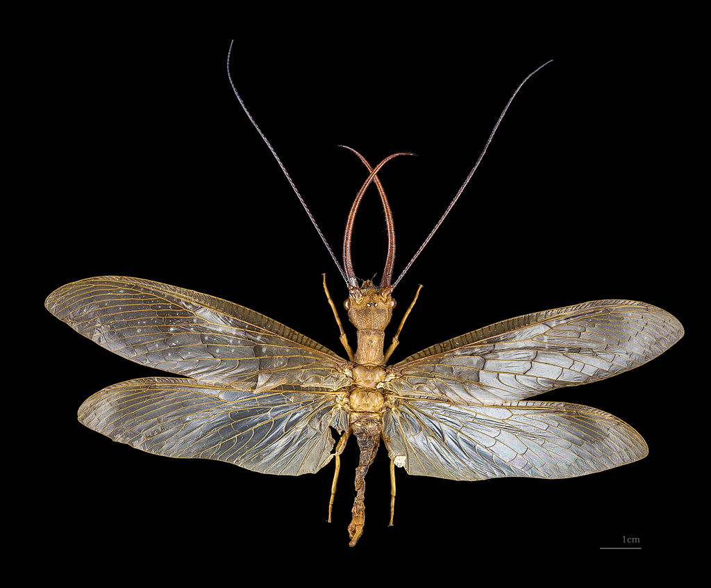 Dobsonfly