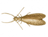 Dobsonfly