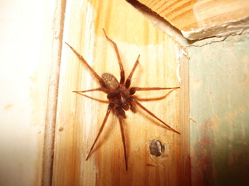 Domestic House Spider