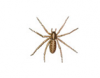 Domestic House Spider