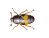 Dried Fruit Beetle